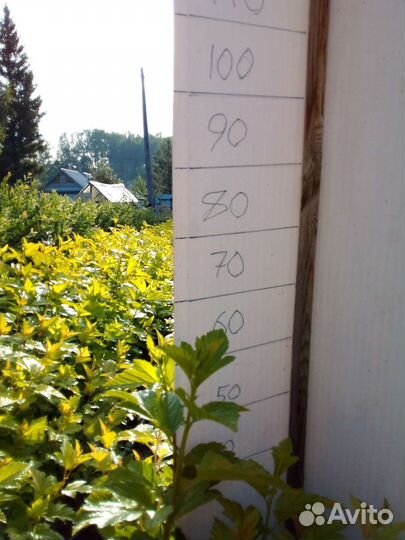 Пузыреплодник калинолистный лютеус