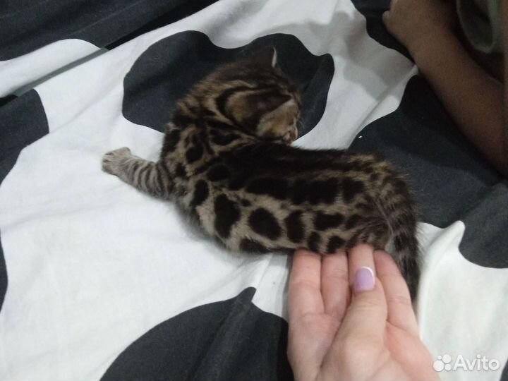 Бенгальская