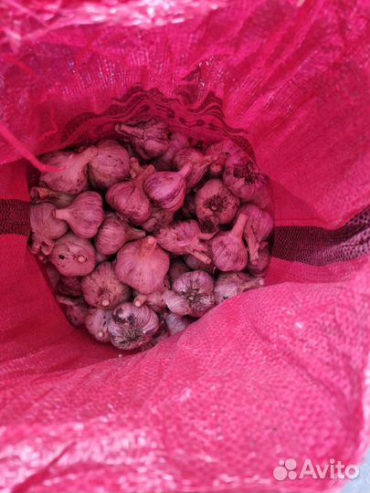 Чеснок домашний