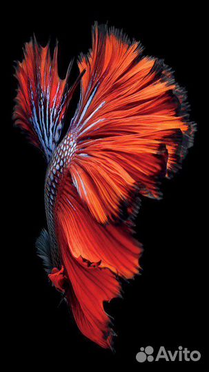 Рыбка Петушок