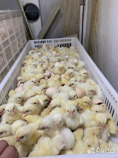 Суточный Бройлер