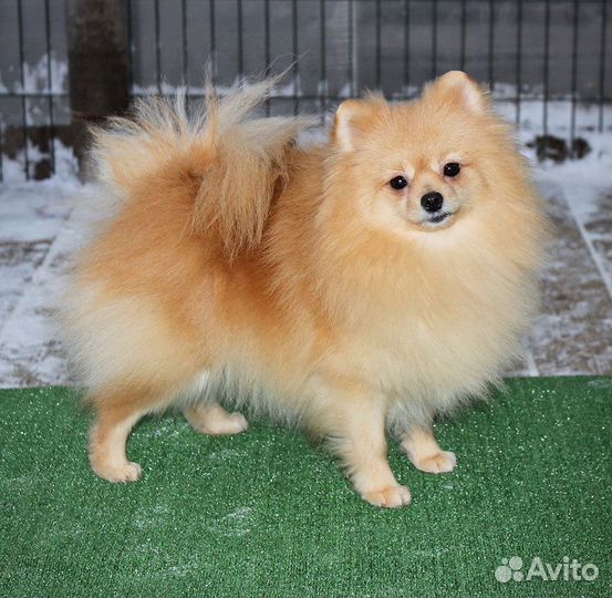 Две сестрёнки немецкий малый шпиц