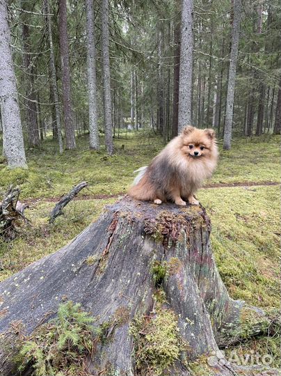 Немецкий шпиц для вязки