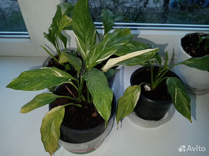 Комнатные цветы