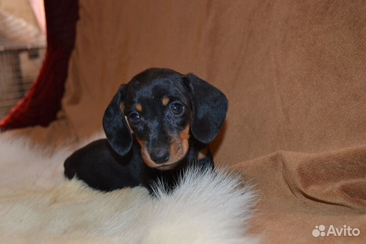 Щенки кроличей таксы. РКФ. Питомник