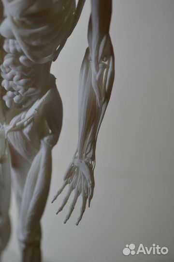 Экорше 27см(модель человека без кожи)