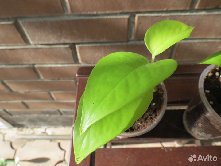 Сциндапсус эпипремнум