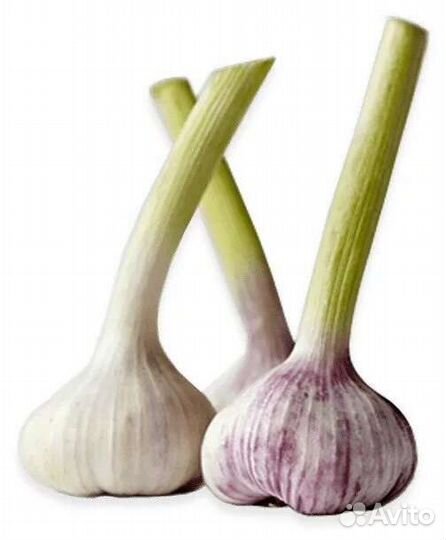 Чеснок