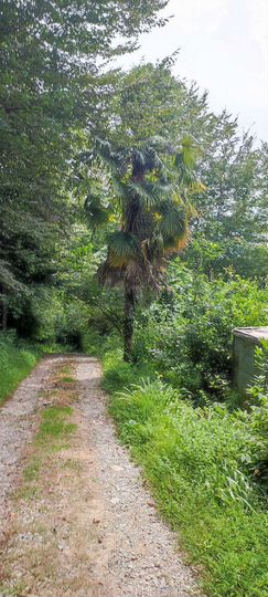 Участок 8 сот. (ИЖС)