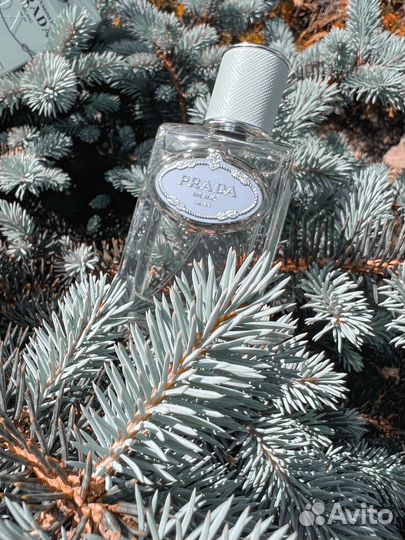 Infusion d'Iris Prada