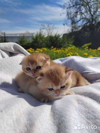 Шотландская кошечка