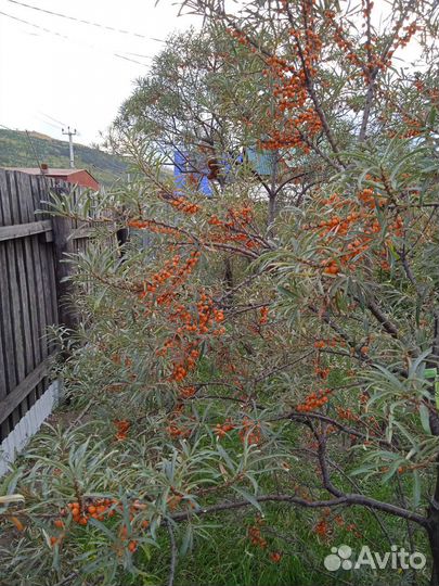 Облепиха саженцы