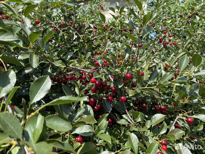 Вишня с куста, 140р