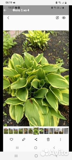 Хоста,Форчуна Альбомаргината