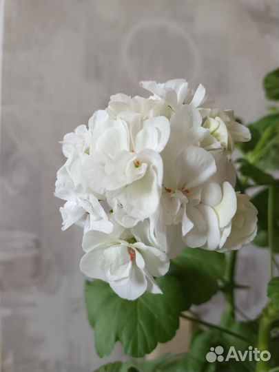 Пеларгония герань