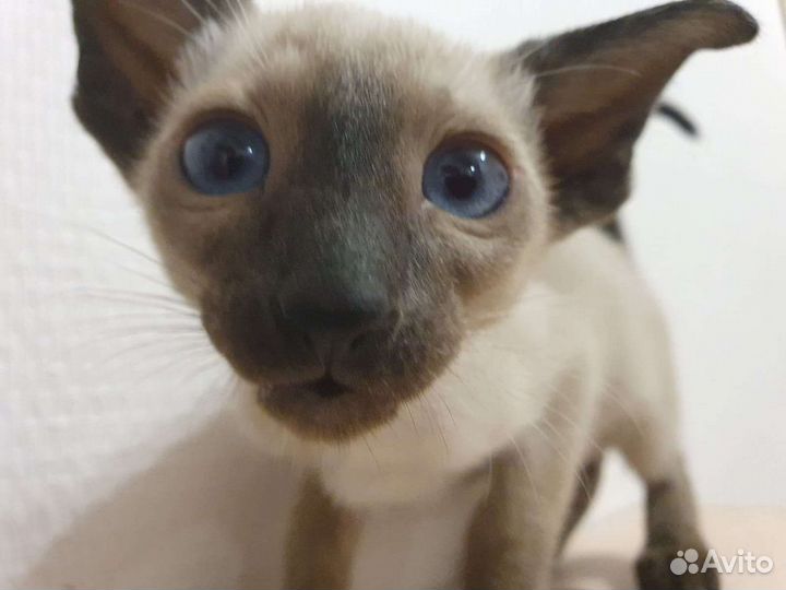 Ориентальные котята