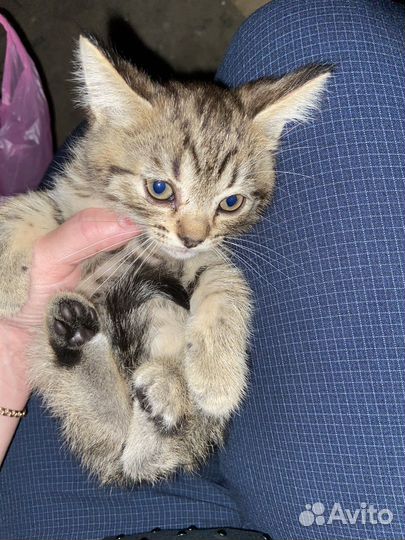 Котята в добрые руки бесплатно