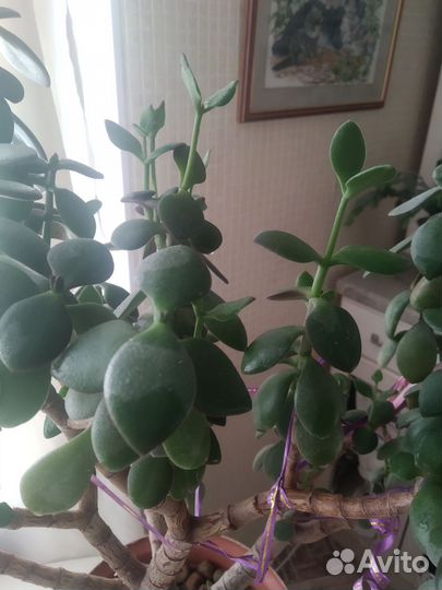 Денежное дерево /толстянка / крассула
