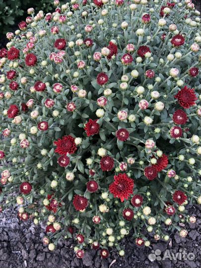 Хризантема