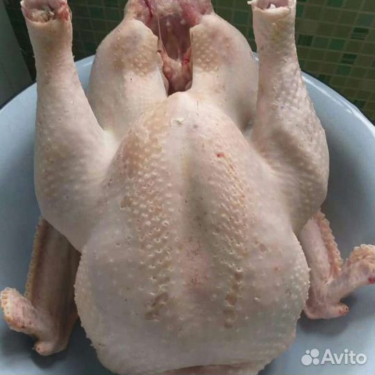 Домашняя индейка