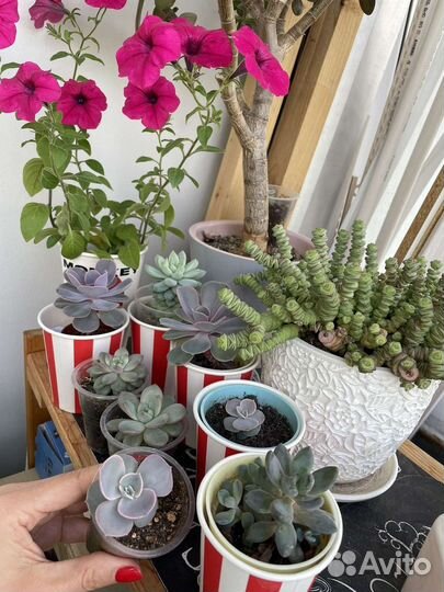 Суккуленты