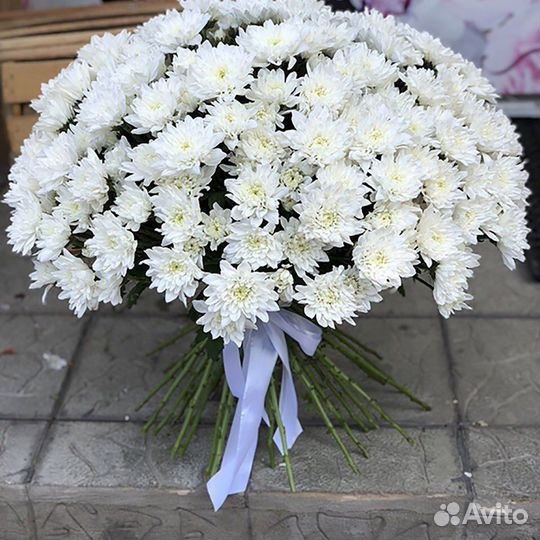 Хризантема кустовая