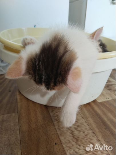 Котята в добрые руки 1 месяц