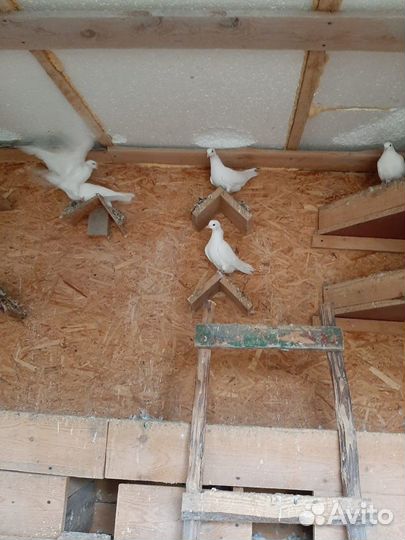 Белые голуби