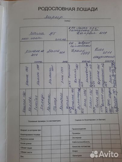 Жеребец на племя продажа/обмен