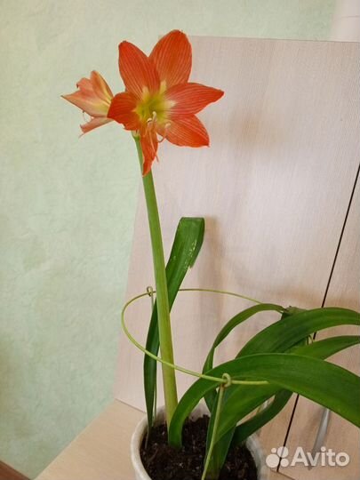 Гиппеаструм