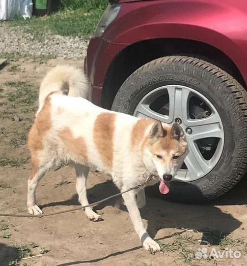 Лаечка