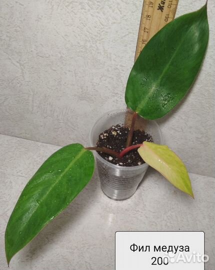 Ктенанте, филодендрон