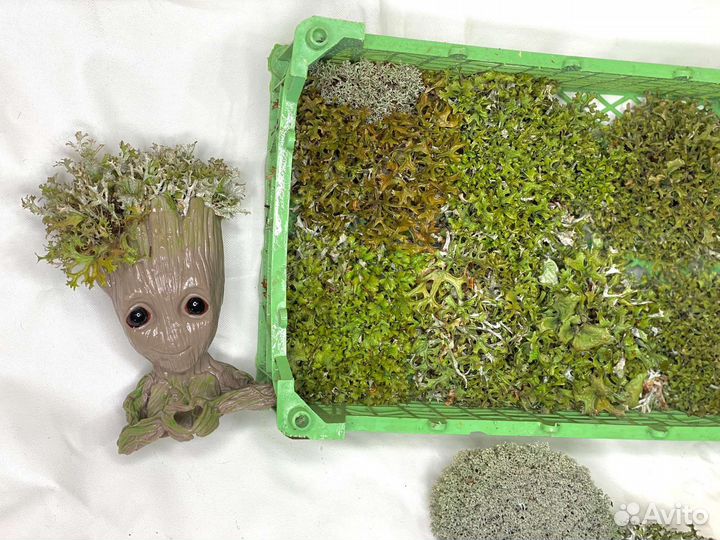 Цетрария, живое дерево, бонсай