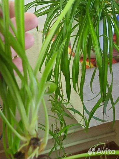 Хлорофитум