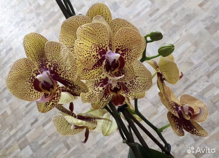 Орхидея Чармер