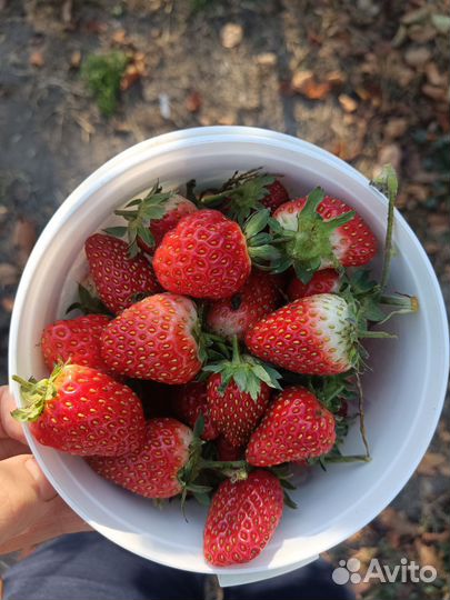 Рассада ремонтантной клубники