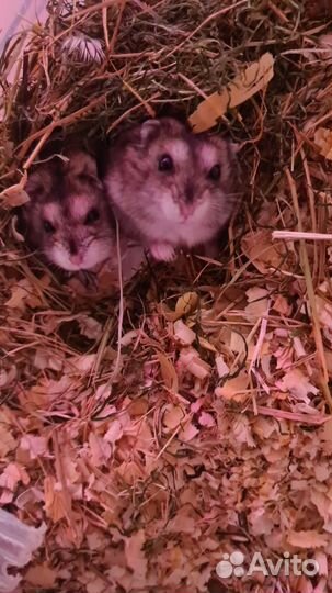 Хомяки джунгарики