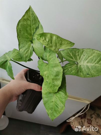 Сингониумы и Сансевиерия