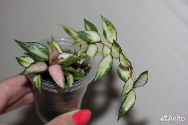 Хойя Lacunosa variegated