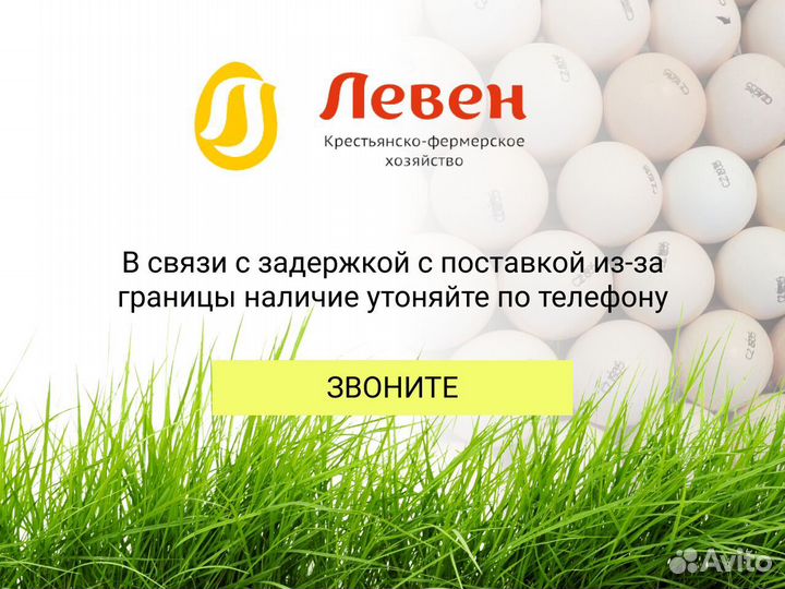 Инкубационное яйцо бройлера из Европы