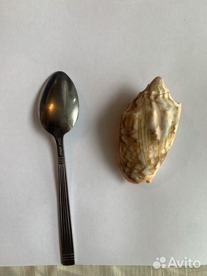 Морские ракушки