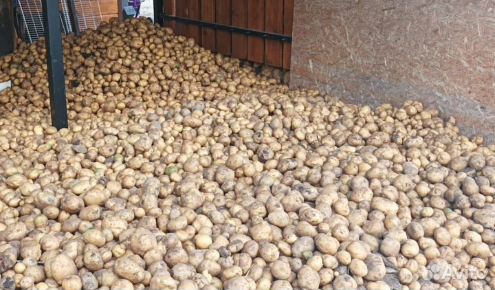 Продам картофель