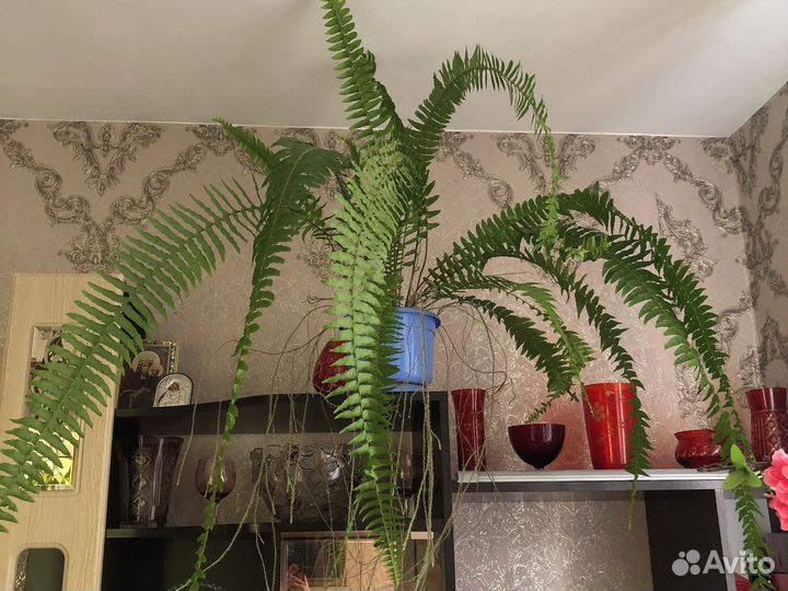 Комнатные растения
