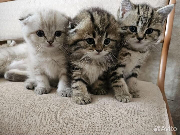 Котята