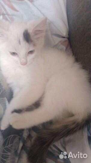 Котёнок-умник