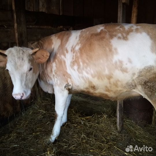 Продаётся бык и телка