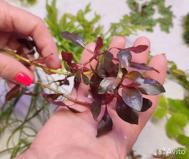 Аквариумные растения