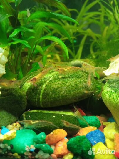 Аквариумные креветки Вишня