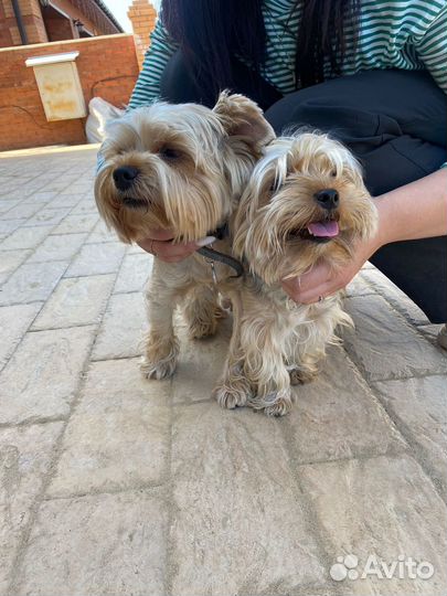 Йорк для вязки с нашей оплатой 5000 развязан