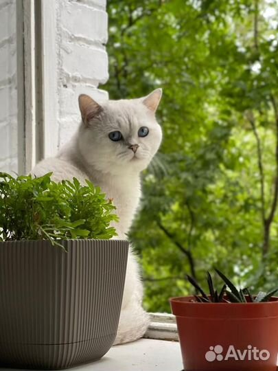 Кот шотландец на вязку